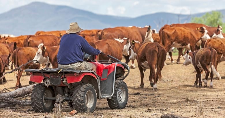 Australian beef farmer herding cattle