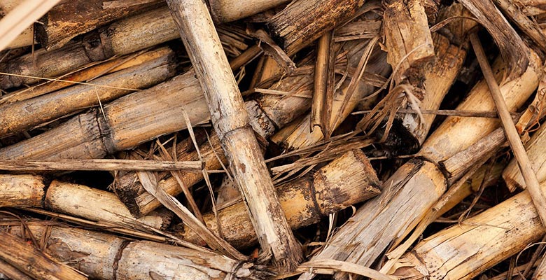Bamboo waste materials for biomass energy