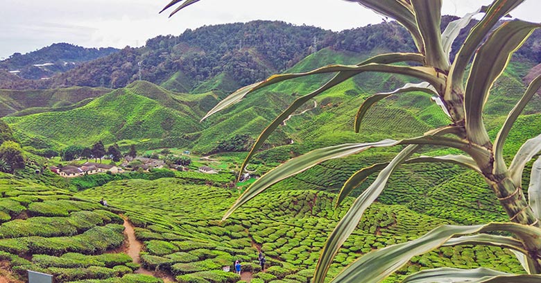 View over a Malaysian tea plantation