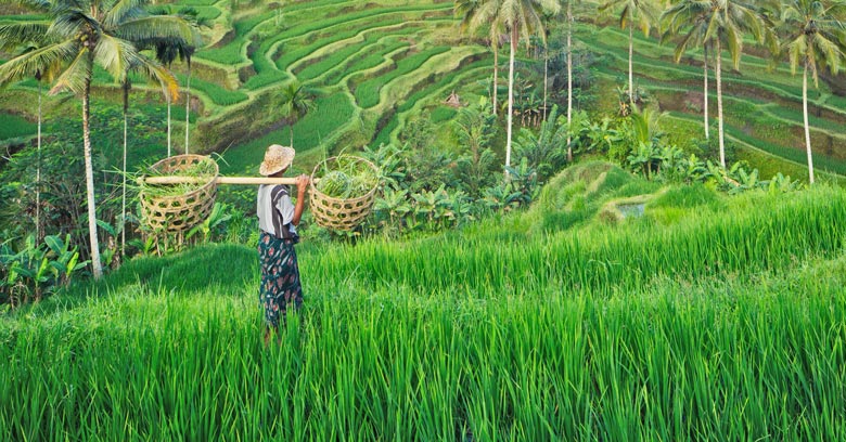 Indonesian rice farmer