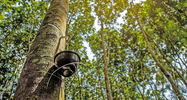 Why is sustainability required in the rubber industry?, Preferred by  Nature