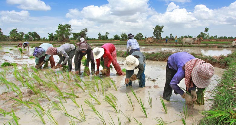 Rice farmers in Thailand