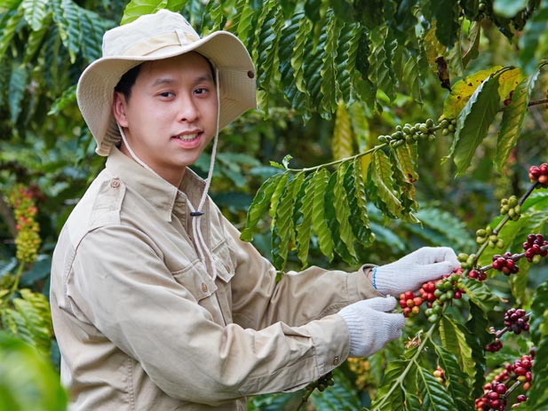Vietnamese coffee farmer