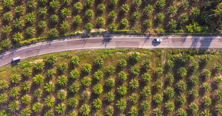 Palm oil plantation